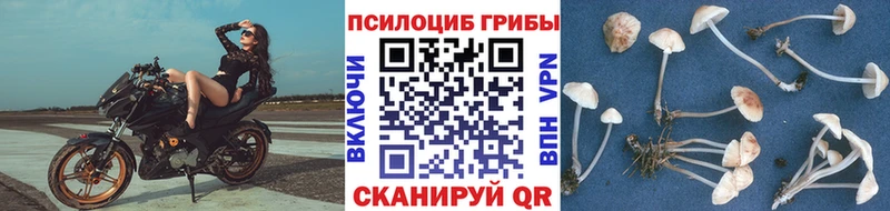 Купить где  Шахты  Галлюциногенные грибы MAGIC MUSHROOMS 